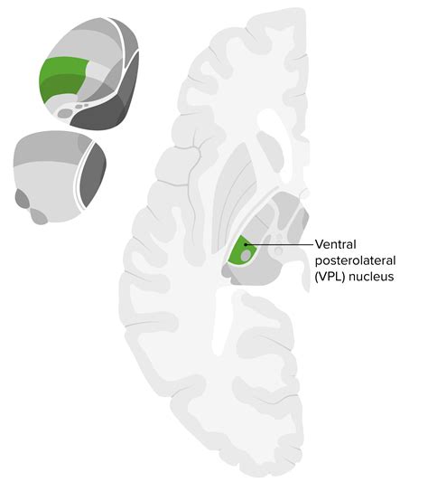 Thalamus Anatomy Concise Medical Knowledge