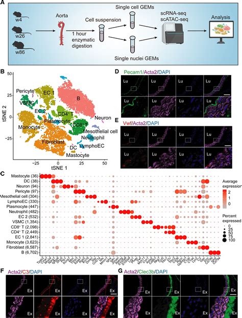 Single Cell Rna Sequencing And Assay For Transposase Accessible