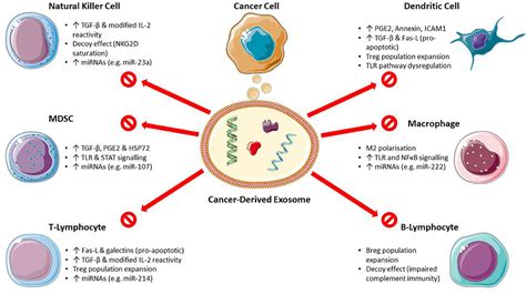 Frontiers A Clinicians Guide To Cancer Derived Exosomes Immune