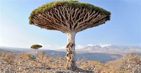 Socotra Dragon Tree : r/interestingasfuck