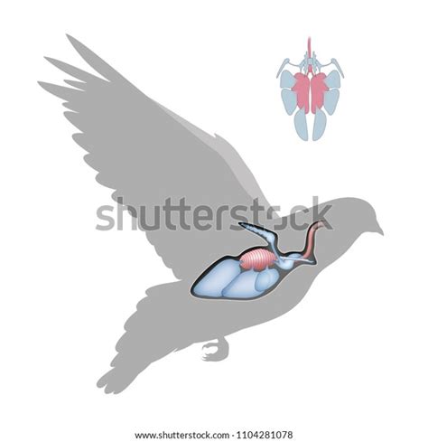 Bird Respiratory System Stock Illustration 1104281078