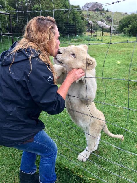 Love Lions Alive Sanctuary South Africa Lööf Foundation