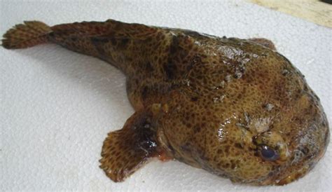 mengenal ikan kodok barong toadfish ikan mirip kodok  dijuluki
