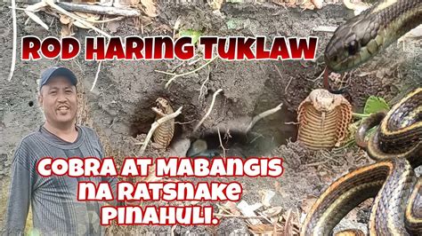 Cobra At Rat Snake Hule Kay Rod Haring Tuklaw At Princess Tuklaw Youtube