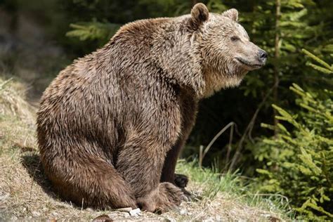 Wanderin Sichtete Braunbär Im Triestingtal Soll Der Bär Los Sein