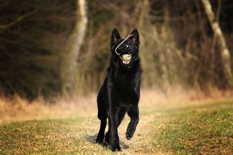 Recklessly: All Black German Shepherd Baby