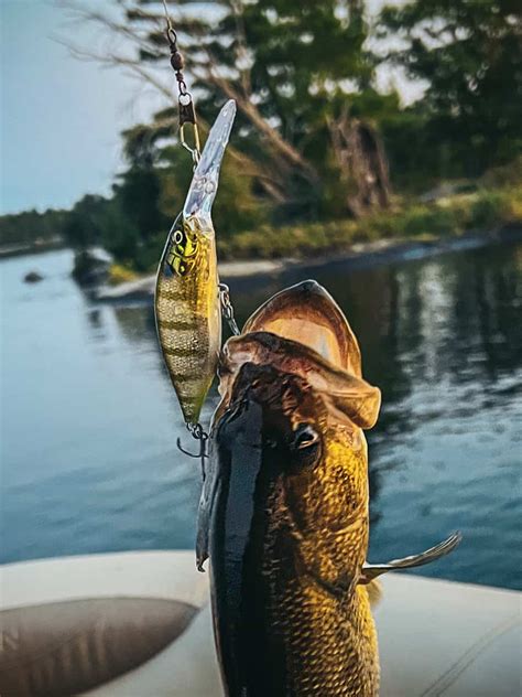 Choosing the Best Bass Fishing Lures: A Beginner's Guide