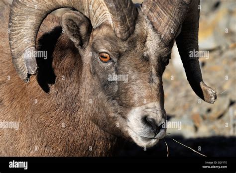 A Close Up Portrait Image Of A Rocky Mountain Ram Stock Photo Alamy