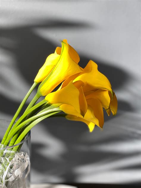 Yellow Calla Lilies - Mayflower Studio