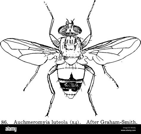 Stomoxys calcitrans muscidae hi-res stock photography and images - Alamy