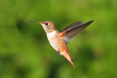 Hummingbirds In Michigan: 8 Species To See In This State