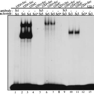 Induction Of STAT Binding Activity In 32D Cells Transformed By V Src