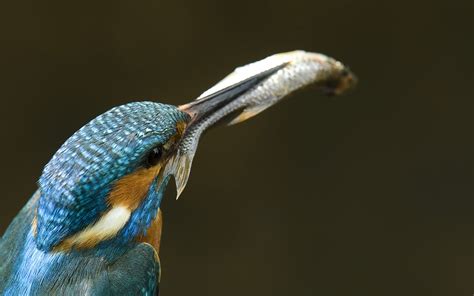 Wallpaper Birds Animals Nature Branch Wildlife Kingfisher Beak