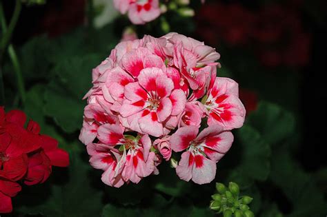 Survivor Pink Mega Splash Geranium Pelargonium Survivor Pink Mega Splash In Lorette West