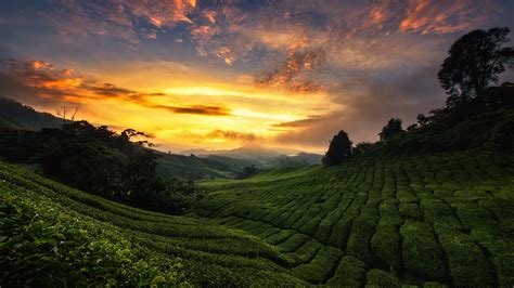 Tea plantation wallpaper - backiee