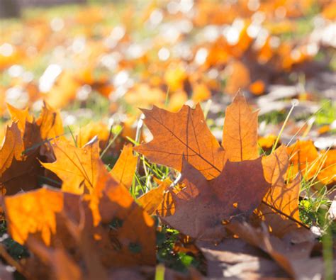 Apprenez Faire Du Compost Avec Les Feuilles Mortes D Automne Et