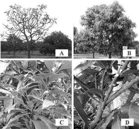 Tip Pruning Effects on Mango Tree A; Shows tip pruning is done 30 cm ...