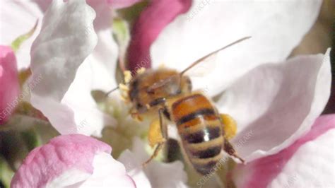 Honey Bee Feeding On Apple Blossom Slo Mo Stock Video Clip K009