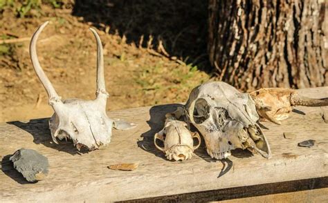 visual behavior   manufacture  stone tools  analyzed