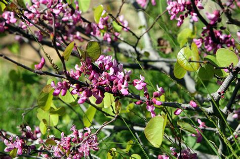 Western Redbud Cercis Occidentalis In Salt Lake City Utah UT At