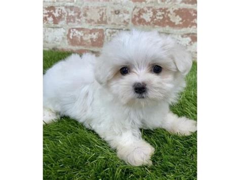 Maltese Puppy White Id24376 Located At Petland Lake St Louis And Fenton Mo