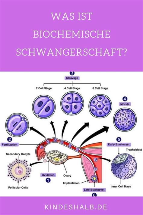 Biochemische Schwangerschaft H Ufigkeit Ursachen Erfahrungen