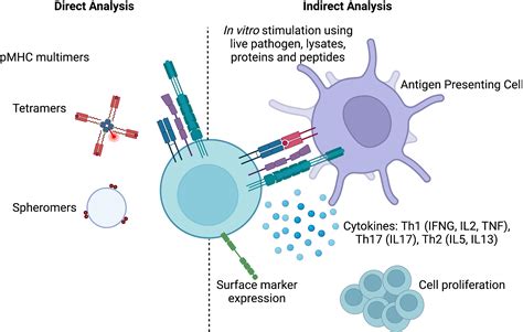 Frontiers Antigen Specificity Measurements Are The Key To