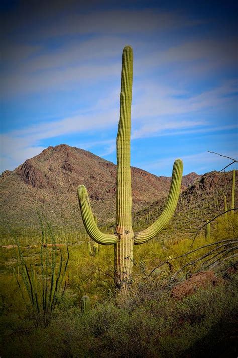 Cowboy Cactus Photograph By Carole Ray