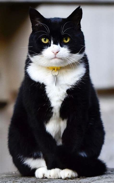 Tuxedo Cat British Shorthair Black And White Cat Breeds - Dogs And Cats ...