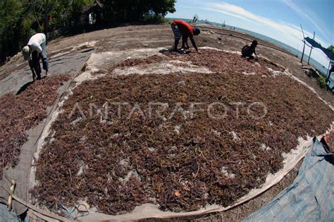 Rumput Laut Antara Foto