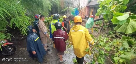 Cuaca Ekstrem Kapolresta Yogyakarta Imbau Masyarakat Waspada Pohon Tumbang