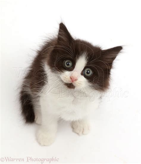 Black And White Kitten 7 Weeks Old Sitting And Looking Up Photo Wp46324