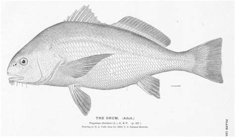 Black Drum Facts Diet Habitat And Pictures On Animaliabio