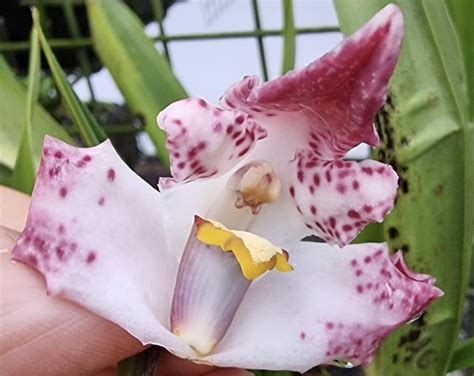 Maxillaria Elegantula Monique Jl Sancho Fasolin Flickr