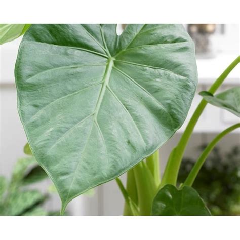 Alocasia Macrorrhiza Plante D Int Rieur Oreille D L Phant D