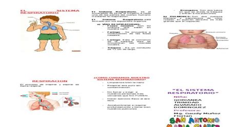 Triptico El Sistema Respiratorio Sistema Respiratorio Respiratorio