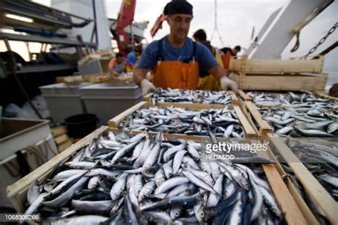 Sardine Boats Photos And Premium High Res Pictures Getty Images