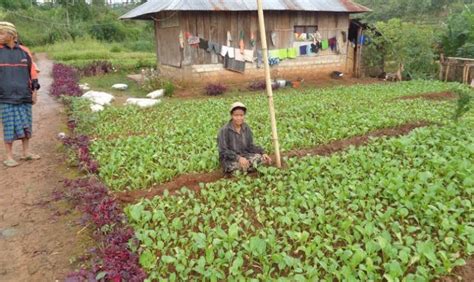 Dampak Kekeringan Petani Di Banten Beralih Tanam Sayuran