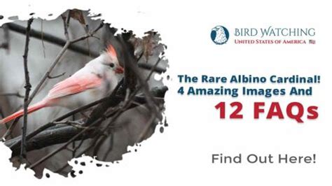 The Rare Albino Cardinal! 4 Amazing Images And 12 FAQs