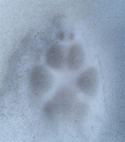 Knowing Coyote Tracks – Linda J. Spielman