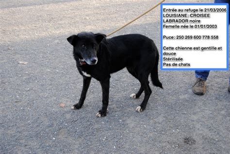 Chiens Faire Adopter Avant Jours Refuge De L Angoumois