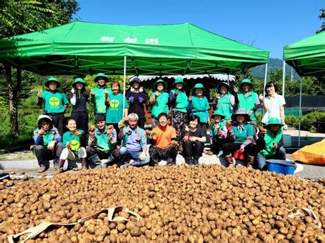 괴산군 적성면 새마을회 사랑나눔 감자 수확