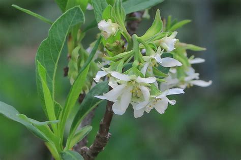 Oemleria Cerasiformis Indian Plum