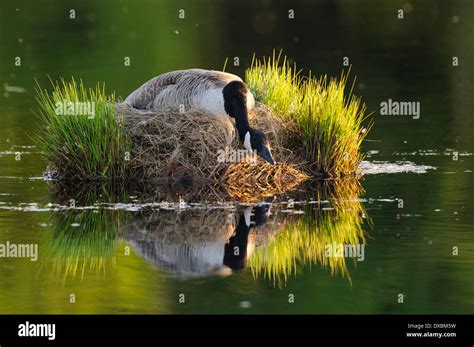 Canada Gosse On Nest Hi Res Stock Photography And Images Alamy