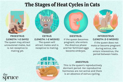 How Long Do Cats Stay In Heat