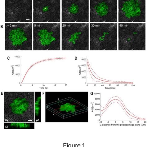 Intravital Multiphoton Microscopy Of Ca 2 Waves Elicited By Focal Download Scientific Diagram