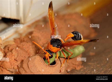 Female Orange Potter Wasp Placing Caterpillar In Mud Nest Chamber For Her Larvae On Hatching