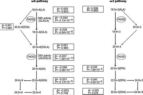 Biosynthetic Pathway Of And Long Chain Polyunsaturated Fatty