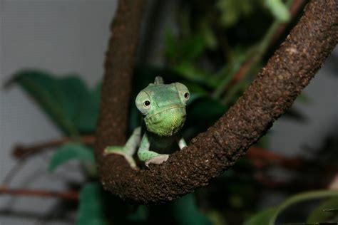 Beginners Should Only Consider These 3 Pet Chameleons