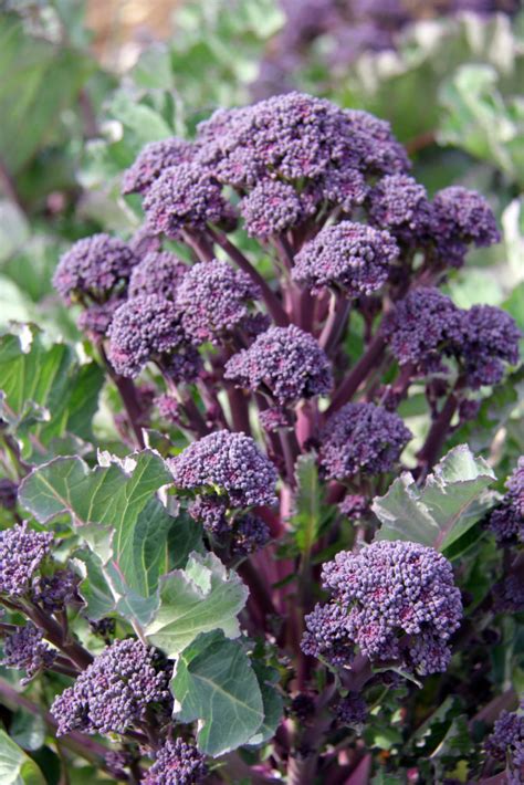 New Resource A Guide For Growing Purple Sprouting Broccoli Osa